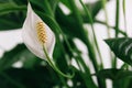 White lily plant