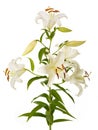 White lily plant Royalty Free Stock Photo