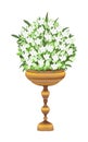 white lily plantlet illustration