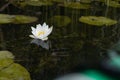 White Lily in the pond, water flower, Royalty Free Stock Photo