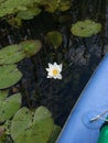 White Lily in the pond, water flower, Royalty Free Stock Photo