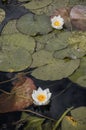 White Lily in the pond, water flower, Royalty Free Stock Photo