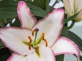 White lily with purple edges and stigma Royalty Free Stock Photo