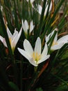 White lily rain flower Royalty Free Stock Photo