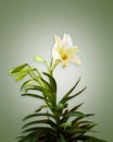 White Lily on soft green background