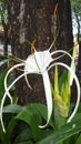 White Lily standing up to catch the sun light Royalty Free Stock Photo