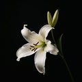 White Lily stands in solitary splendor against a velvety black backdrop