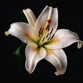 White Lily stands in solitary splendor against a velvety black backdrop