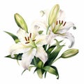 White Lily Watercolor Art Print For Mobile - Realistic Floral Drawing Royalty Free Stock Photo