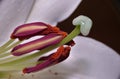 White Lily Stigma Macro Shot