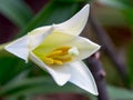 White Lily