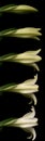 White Lily Time Lapse Royalty Free Stock Photo