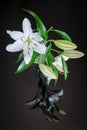 White lily in transparent vase, reflected on black glass background - vertical. Lilium Navona is an Asiatic lily hybrid variety Royalty Free Stock Photo