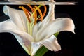 White Lily under water. Lily flower on a black background