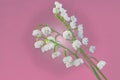 White Lily of the valley close-up on a purple background Royalty Free Stock Photo