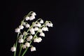 White Lily of the valley, Convallaria majalis Royalty Free Stock Photo