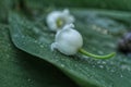 white lily of the valley flower close up on lily of the valley leaf Royalty Free Stock Photo