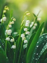 White lily of the valley flowers. Convallaria majalis forest flowering plant with raindrops