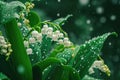 White lily of the valley flowers. Convallaria majalis forest flowering plant with raindrops