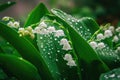 White lily of the valley flowers. Convallaria majalis forest flowering plant with raindrops