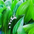 White lily of the valley flowers on green leaves blurred background close up, may lily flower macro, Convallaria majalis in bloom Royalty Free Stock Photo