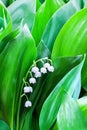 White lily of the valley flowers on green leaves blurred background close up, may lily flower macro, Convallaria majalis in bloom Royalty Free Stock Photo