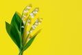 White lily of the valley flowers, green leaves, yellow background closeup, beautiful may lily flower bouquet, convallaria majalis Royalty Free Stock Photo