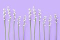 White lily of the valley flowers on purple background close up, delicate may lily flower, convallaria majalis, floral border Royalty Free Stock Photo