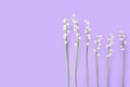 White lily of the valley flowers on purple background closeup, delicate may lily flower, convallaria majalis, spring floral frame