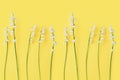 White lily of the valley flowers on yellow background close up, delicate may lily flower, convallaria majalis, floral border Royalty Free Stock Photo