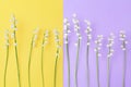 White lily of the valley flowers on yellow & purple background close up, delicate may lilly flower, convallaria majalis, beautiful Royalty Free Stock Photo