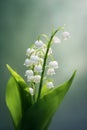 White lily of the Valley and ladybird closeup 1690445848609 2 Royalty Free Stock Photo