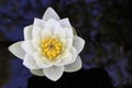 White Lily in the water on a forest lake Royalty Free Stock Photo