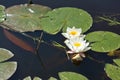 A Lily blooming white flower lilies on the dark water, white Lily on the wate