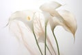 White lily wedding calla nature flower elegance botany spring plant blossom flora beauty Royalty Free Stock Photo