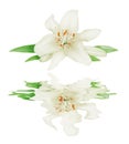 White lily on a white background reflected in a water Royalty Free Stock Photo