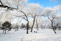 The white lily world wintertime scenic Royalty Free Stock Photo