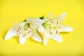 White lily yellow background, pist and stamens