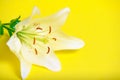 White lily yellow background, pist and stamens