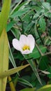 White Lily or Zephyranthes Candida