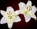 White lilys Royalty Free Stock Photo