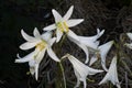 White lilys Royalty Free Stock Photo