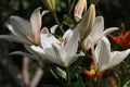 White lilys Royalty Free Stock Photo