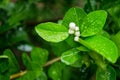 White lime blossom on tree in the farm Royalty Free Stock Photo