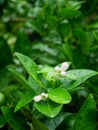 White lime blossom on tree. Royalty Free Stock Photo