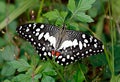 White lime butterfly or Papilio demoleus in green grass Royalty Free Stock Photo