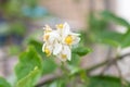 White lime flowers, fresh and fragrant On the lime tree with bokeh background Royalty Free Stock Photo