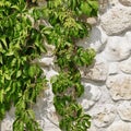 White Limestone Wall Hidden In Hanging Green Grape Vines Backg