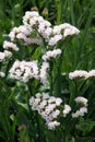 White Limonium flowers for cutting