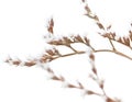 White limonium flowers isolated